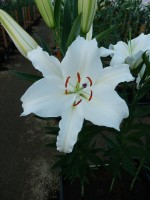 [3256 Castellani World B No302.JPG]